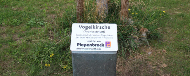 Baumpflanzung Rheine mit Piepenbrock