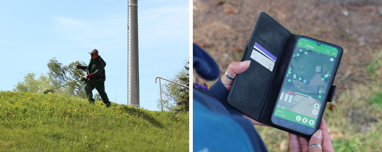 Collage aus zwei Bildern, Links: Piepenbrock Mitarbeiter bei der Grünanlagenpflege und Mäharbeiten, Rechts: Blick auf ein Smartphone mit App zur Baumpflege