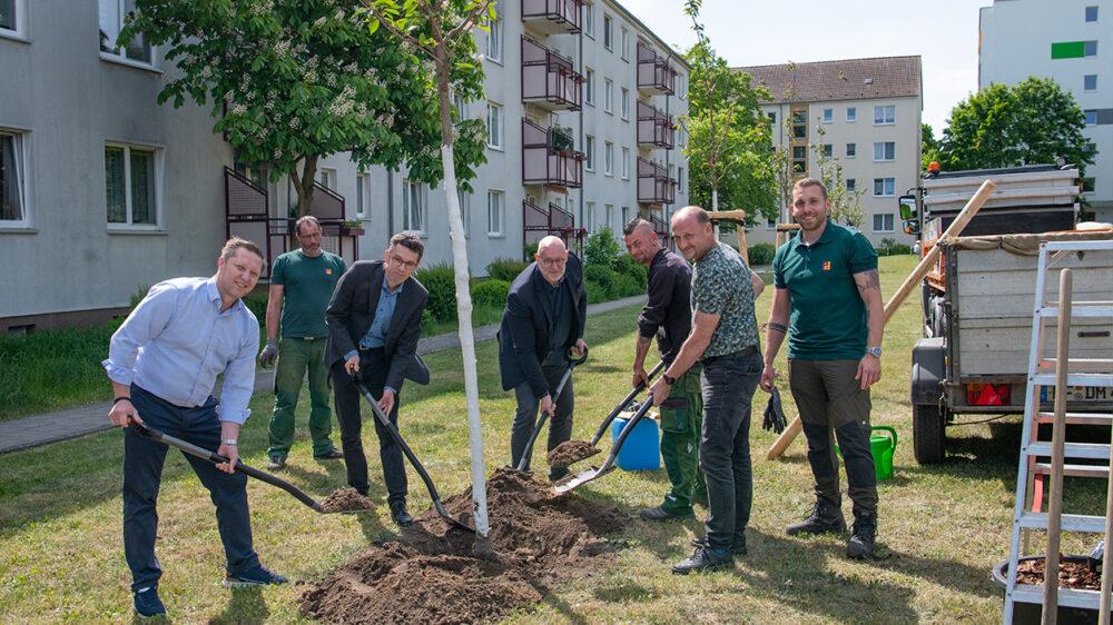 Team der Piepenbrock Unternehmensgruppe pflanzt Japanische Blütenkirsche in Frankfurt (Oder).