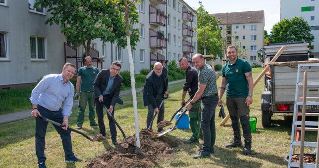 Team der Piepenbrock Unternehmensgruppe pflanzt Japanische Blütenkirsche in Frankfurt (Oder).