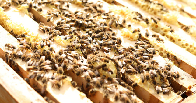 Bienenstock mit Bienen