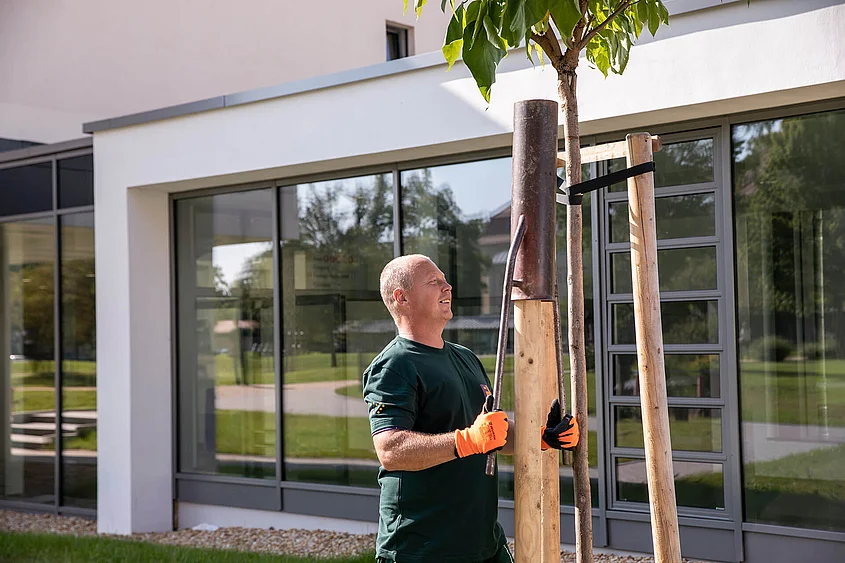 Grünanlagenpflege Mitarbeiter der Grünanlagenpflege sichert einen Baum